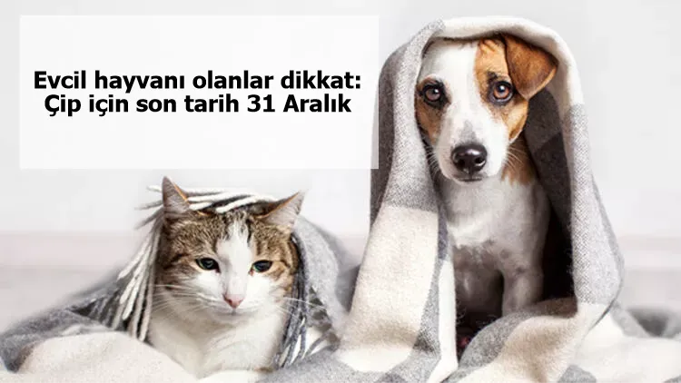Evcil hayvanı olanlar dikkat: Çip için son tarih 31 Aralık